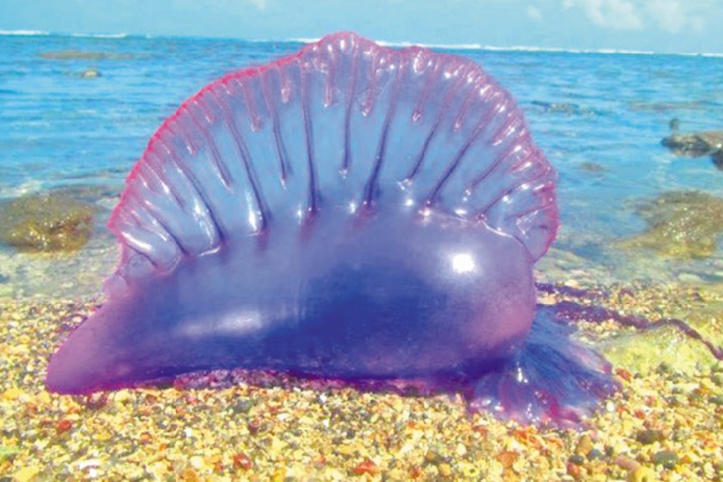 Sur nos côtes, c’est galère ! Et elle est portugaise Sur nos côtes, c’est galère ! Et elle est portugaise