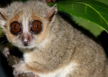 Au régime, les lémuriens vivent plus longtemps Au régime, les lémuriens vivent plus longtemps