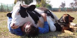 Insolite : C’est vache Insolite : C’est vache