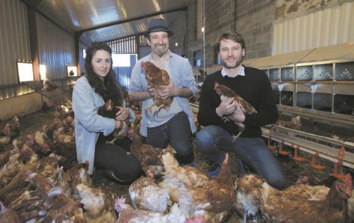 En France, une “maison de retraite” pour les poules sauvées de l'abattoir