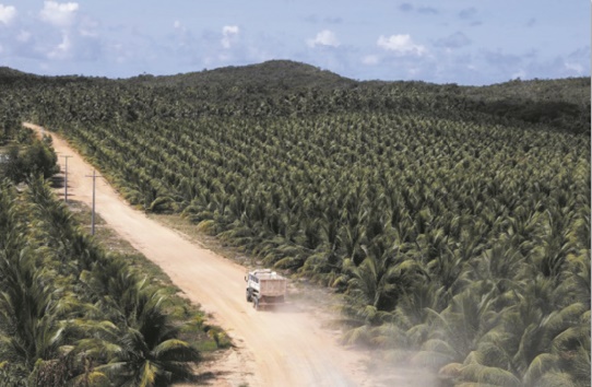 Désormais, tout est bon dans la noix de coco