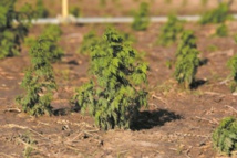 L'artemisia, remède “naturel” controversé contre le paludisme