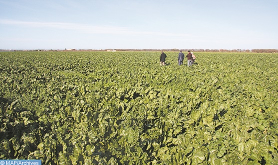 ONCA, FOLEA et AGROPOL s’engagent à développer la filière des cultures oléagineuses