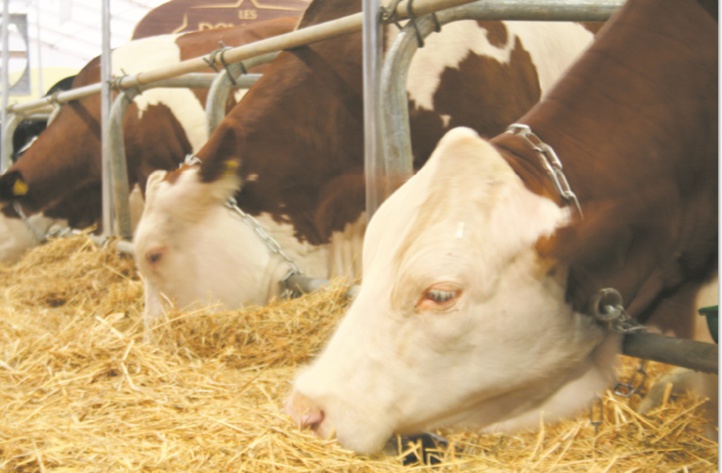 Le SIAM 2018, un cru aussi exhaustif que particulier Le SIAM 2018, un cru aussi exhaustif que particulier