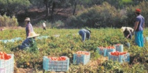 Hausse de plus de 7% du PIB agricole à 125 MMDH