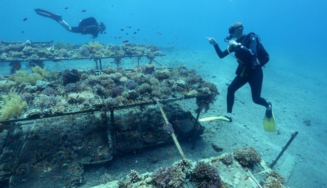 Première preuve d'une adaptation génétique à la plongée Première preuve d'une adaptation génétique à la plongée