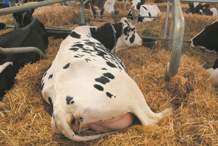 Bouchaib Laghzani, gagnant du concours d’animaux Catégorie bovin