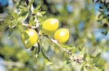 Signature d’une convention pour l’accompagnement et le développement de la filière de l’argan Signature d’une convention pour l’accompagnement et le développement de la filière de l’argan