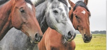 Partenariat entre la SOREC et la MAMDA pour la promotion de l’assurance dans la filière équine Partenariat entre la SOREC et la MAMDA pour la promotion de l’assurance dans la filière équine