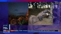 Insolite : ​ ​​Une photo primée sur la vie sauvage montrait en fait un animal empaillé