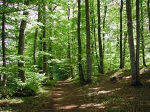 La candidature marocaine officiellement déclarée lors du Med Forum : Ifrane rejoint le Réseau international des forêts modèles