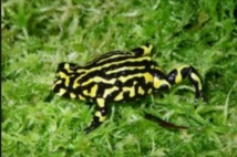 Un tiers des espèces menacées ne font l'objet d'aucun suivi en Australie Un tiers des espèces menacées ne font l'objet d'aucun suivi en Australie