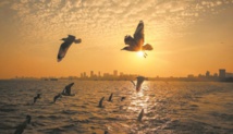 Les oiseaux migrateurs champions de l'optimisation