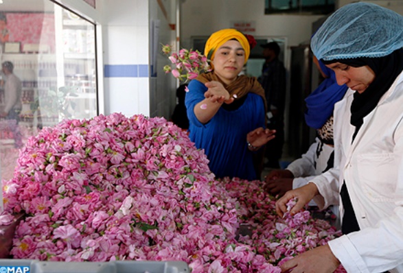 Tinghir, capitale de la rose à parfum