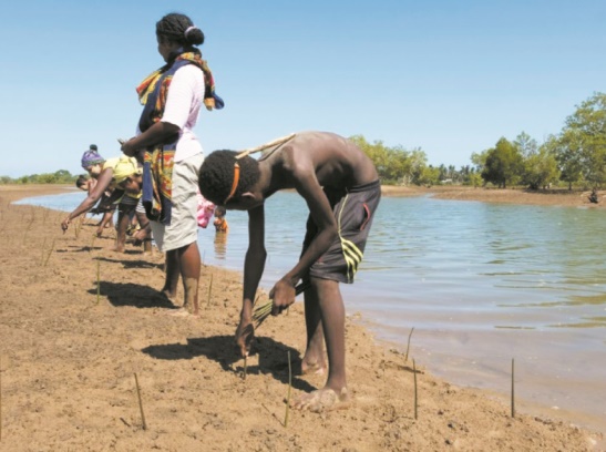 Replanter la mangrove pour améliorer le quotidien des pêcheurs malgaches Replanter la mangrove pour améliorer le quotidien des pêcheurs malgaches