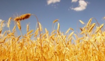 Echange marocco-allemand sur les marchés et technologies de céréales