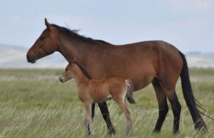 Le cheval, l'animal qui a changé le profil ethnique de l'Eurasie