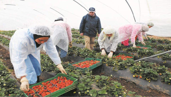 Ouvrières marocaines et fraises espagnoles : Présomption de harcèlement et de viols au centre d’enquêtes et de contre-enquêtes Ouvrières marocaines et fraises espagnoles : Présomption de harcèlement et de viols au centre d’enquêtes et de contre-enquêtes