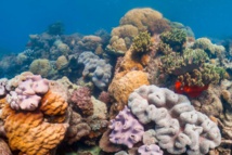 1% seulement du plus grand récif japonais reste sain 1% seulement du plus grand récif japonais reste sain