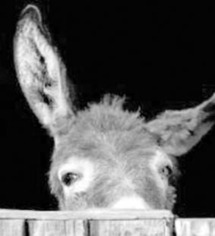 L’âne volant examiné par les vétérinaires L’âne volant examiné par les vétérinaires