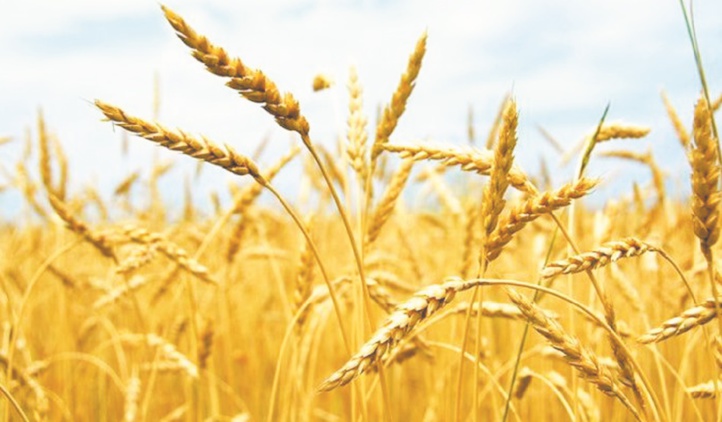 La production céréalière nationale au plus haut La production céréalière nationale au plus haut