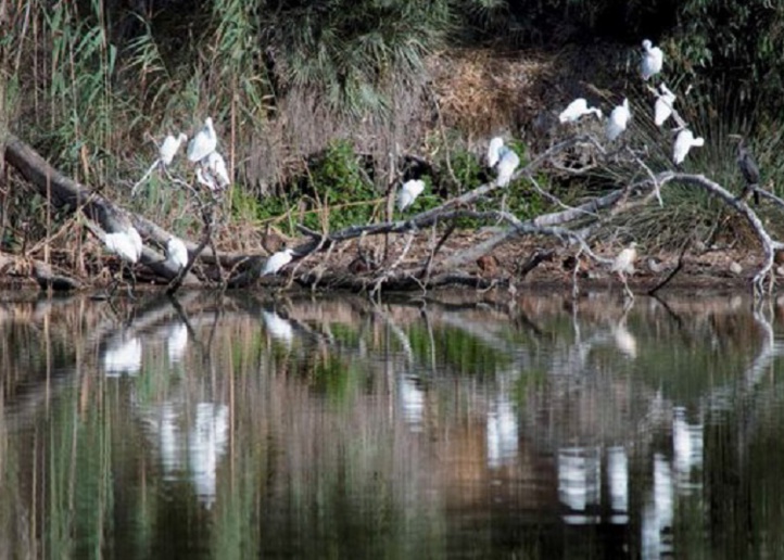Les zones humides, un patrimoine universel en danger Les zones humides, un patrimoine universel en danger