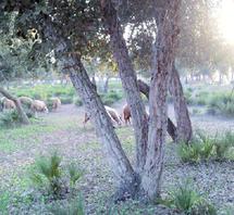 Le dernier rapport annuel de la Cour des comptes avait tiré la sonnette d’alarme : La mauvaise gestion de la forêt marocaine unanimement dénoncée Le dernier rapport annuel de la Cour des comptes avait tiré la sonnette d’alarme : La mauvaise gestion de la forêt marocaine unanimement dénoncée