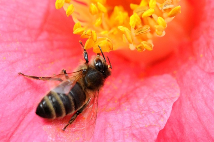 Des produits toxiques pour les abeilles en vente au Maroc