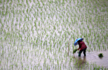 Plus de CO2 dans l'air, moins de nutriments  dans le riz