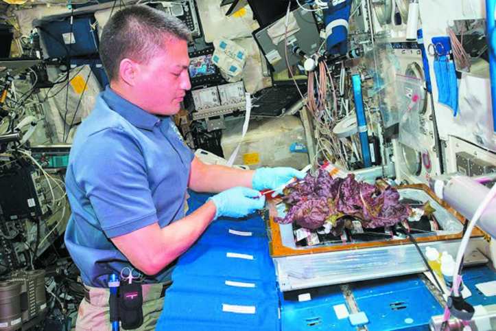 Jardiner  dans  l'espace,  un défi pour les futurs  explorateurs