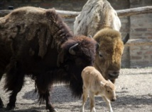 Insolite : Naissance d’une bisonne blanche Insolite : Naissance d’une bisonne blanche