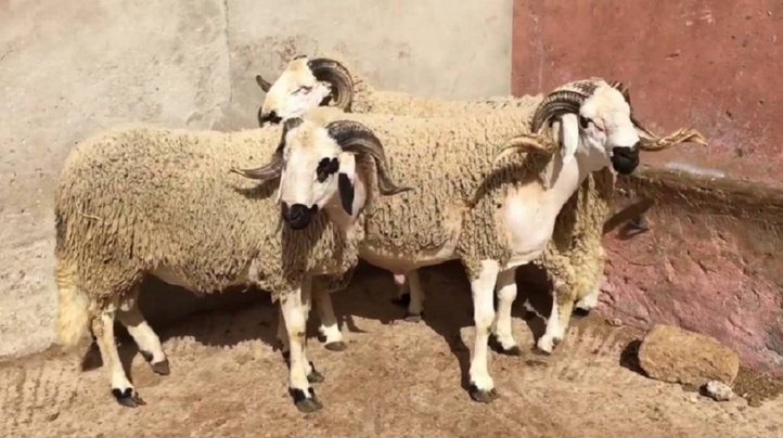 Penser au mouton de l’Aïd en plein Ramadan Penser au mouton de l’Aïd en plein Ramadan