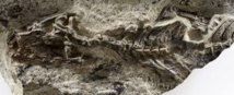 Indentification d’un vieil ancêtre aux lézards et aux serpents