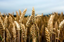 La production céréalière devrait dépasser 100 millions de quintaux La production céréalière devrait dépasser 100 millions de quintaux