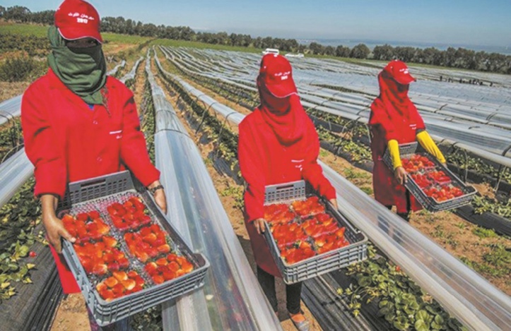 L’OMDH appelle à la création d’une commission d’enquête sur les abus commis contre des Marocaines à Huelva L’OMDH appelle à la création d’une commission d’enquête sur les abus commis contre des Marocaines à Huelva