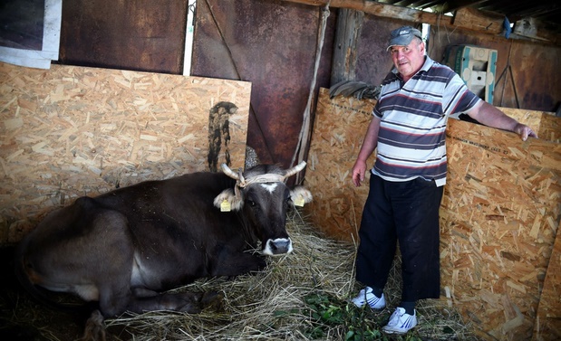 Insolite : Penka la vache Insolite : Penka la vache