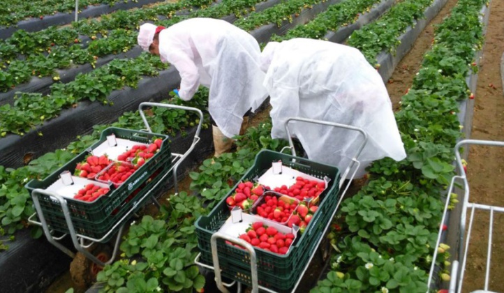 Rabat et Madrid déterminés à améliorer le recrutement des saisonnières marocaines Rabat et Madrid déterminés à améliorer le recrutement des saisonnières marocaines