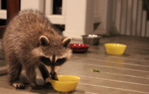 Insolite : Raton laveur Insolite : Raton laveur