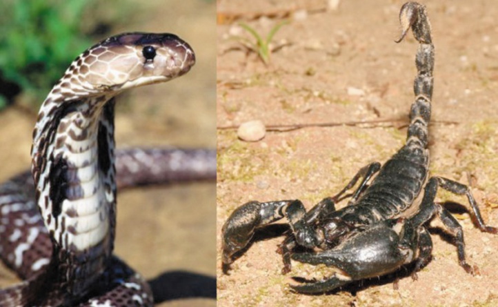Piqûres de scorpion et morsures de serpent à tire-larigot lors de la saison estivale