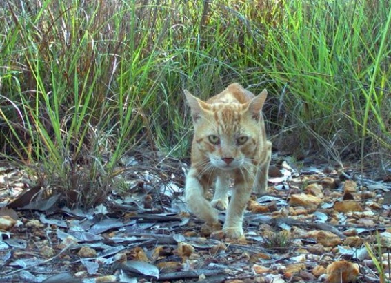 Les chats errants tuent un million de reptiles par jour en Australie Les chats errants tuent un million de reptiles par jour en Australie