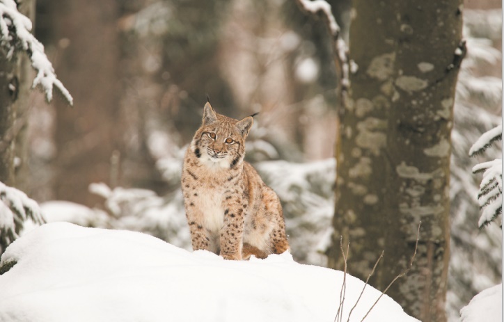 La bataille pour sauver le lynx des Balkans La bataille pour sauver le lynx des Balkans