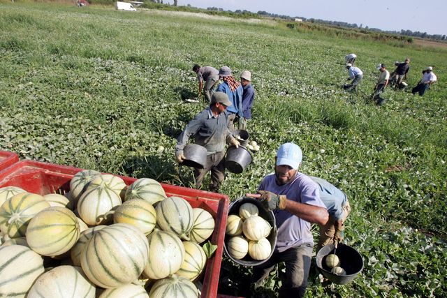 Des ouvriers agricoles marocains exploités en France Des ouvriers agricoles marocains exploités en France