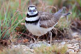 Insolite : Nid perturbateur Insolite : Nid perturbateur