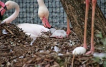 Insolite : Œufs de flamants roses Insolite : Œufs de flamants roses