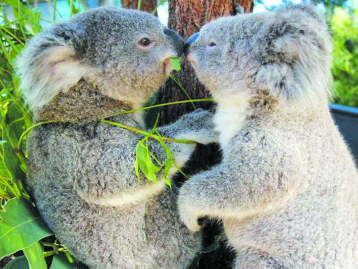 Le génome du koala séquencé, un atout pour sa protection Le génome du koala séquencé, un atout pour sa protection