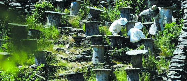 En France, des pratiques ancestrales pour préserver l'abeille noire En France, des pratiques ancestrales pour préserver l'abeille noire