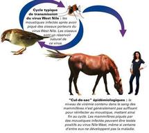 En dépit des conclusions de l’ONSSA : Des humains affectés par le West Nile à Tétouan En dépit des conclusions de l’ONSSA : Des humains affectés par le West Nile à Tétouan