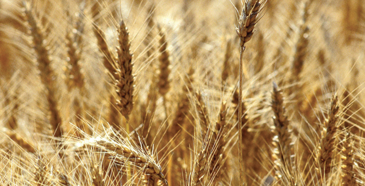 Production record attendue pour la plupart des filières agricoles à Rabat-Salé-Kénitra