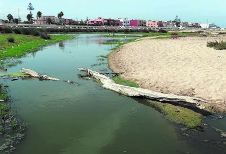 Désastre écologique à la plage Oued Merzeg Désastre écologique à la plage Oued Merzeg
