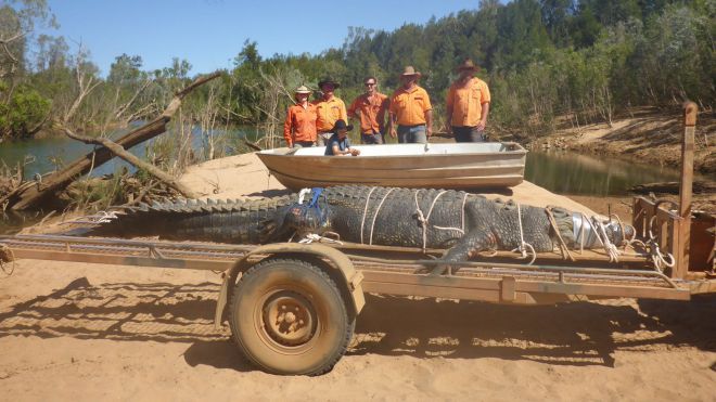 Insolite : ​​​Un énorme crocodile capturé après huit ans de traque